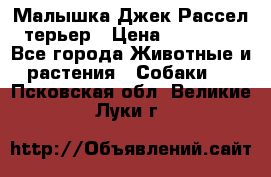 Малышка Джек Рассел терьер › Цена ­ 40 000 - Все города Животные и растения » Собаки   . Псковская обл.,Великие Луки г.